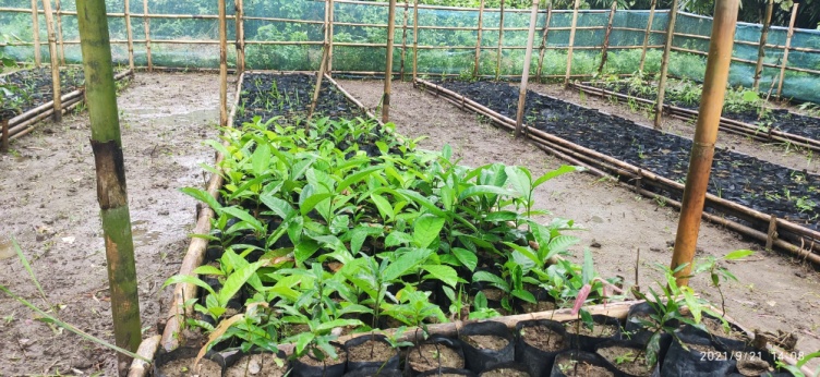 H:\Ganipara 8th Oct 2021\Inspection picture on 16th Sep 2021\Nursery at Chigitchak Chisim as on 21st Sep 2021 (3).jpg